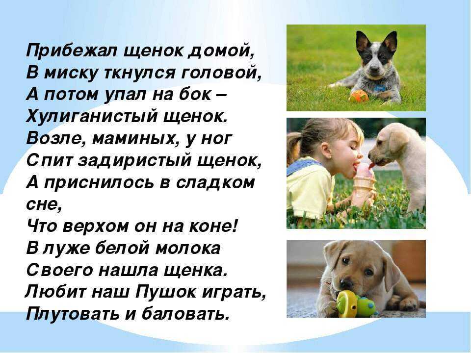 Стихи о собаках - короткие стихотворения о собаках, верности и преданности собаки человеку - na5.club