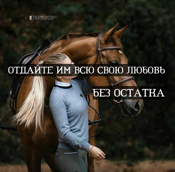 Самые красивые цитаты про лошадей со смыслом (300 цитат)