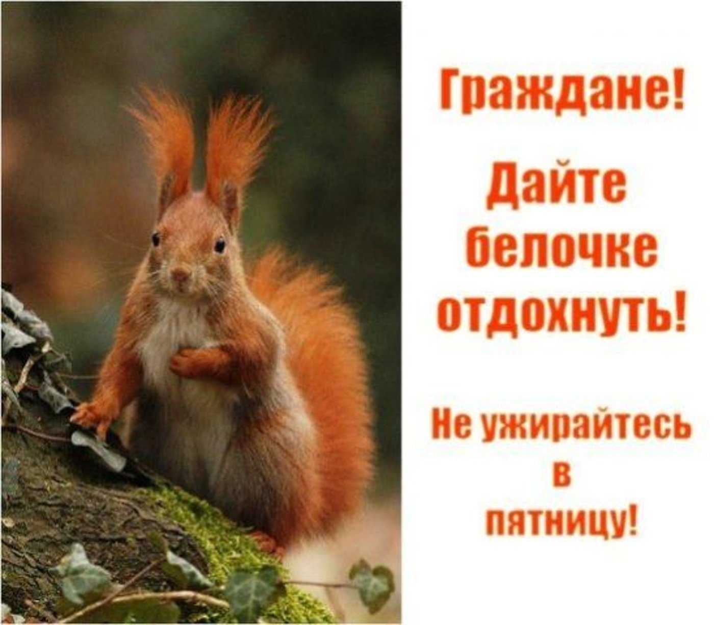 Поздравление с пятницей прикольные в картинках с юмором