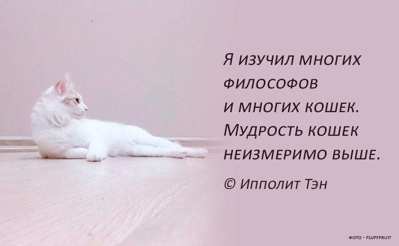 Цитаты про кошек и котов со смыслом | смешные, со смыслом
