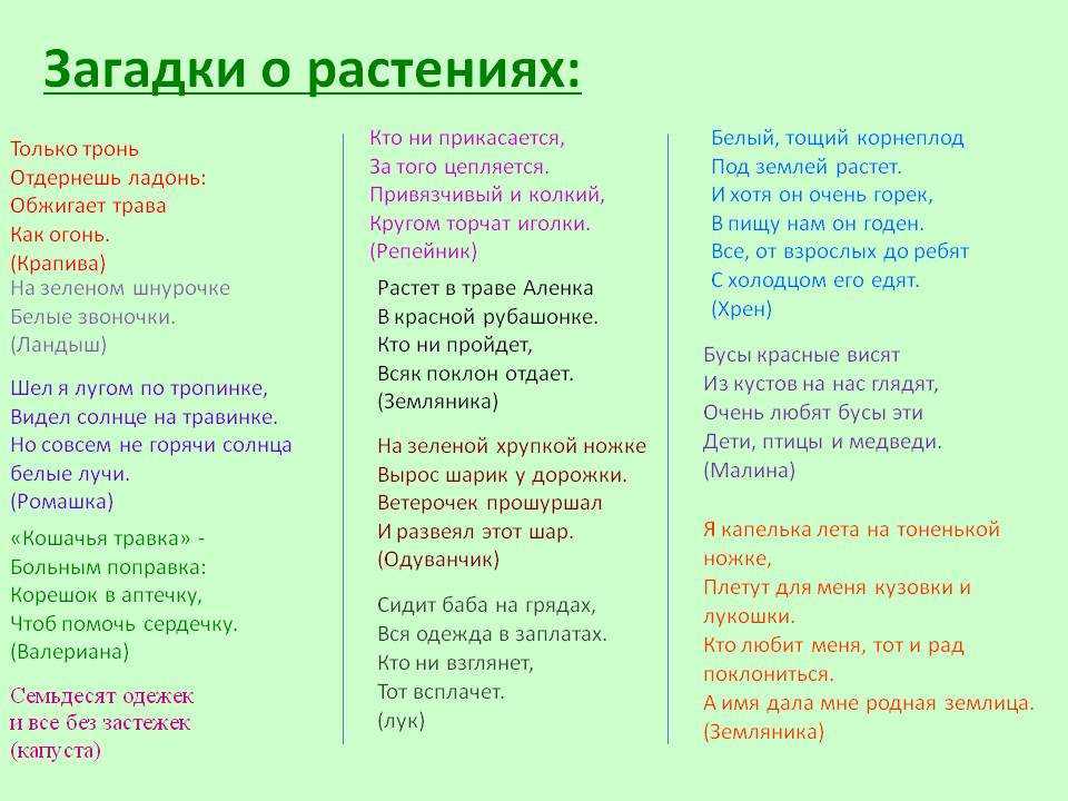 Загадки про цветы с ответами