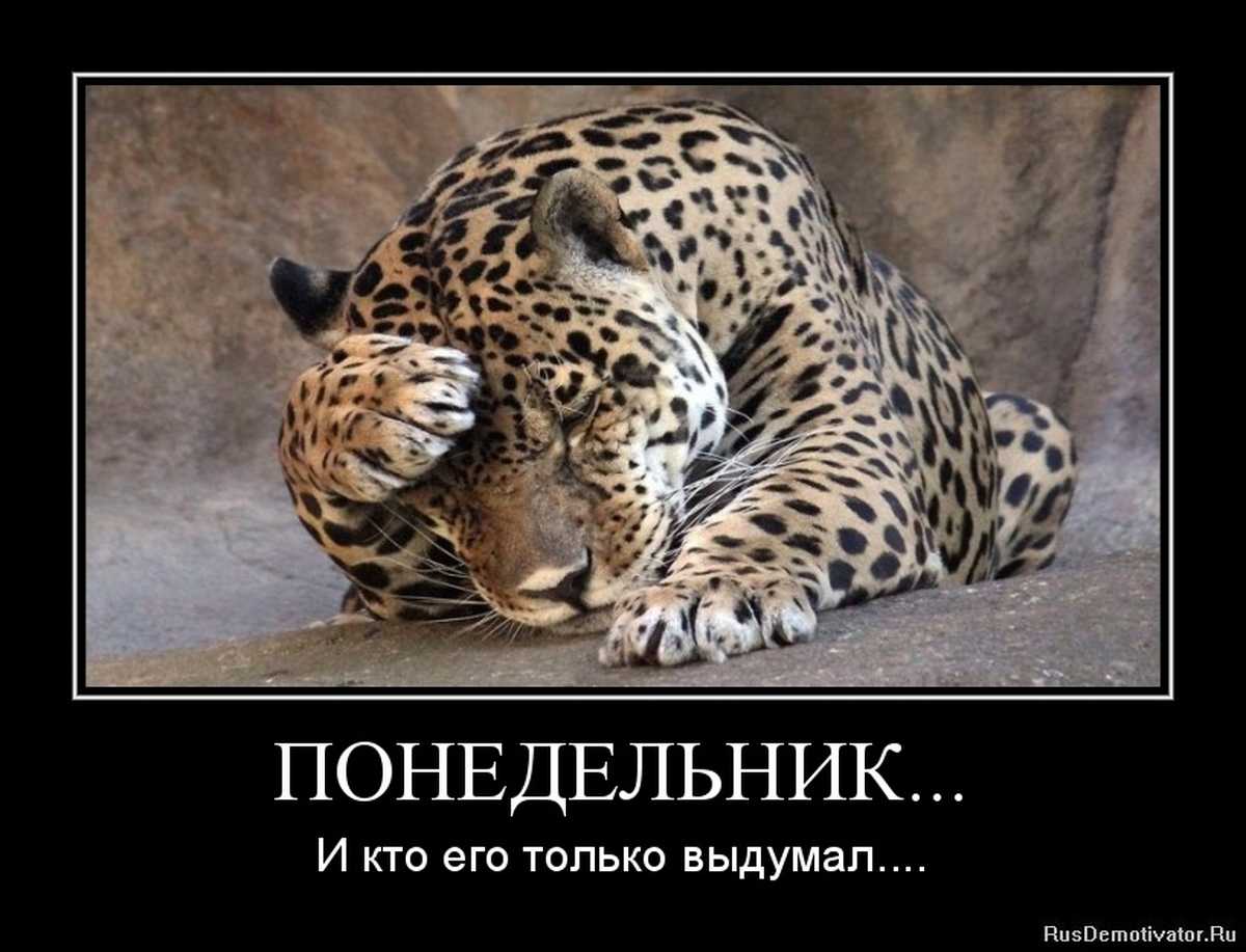 Самые смешные картинки для поднятия настроения в понедельник