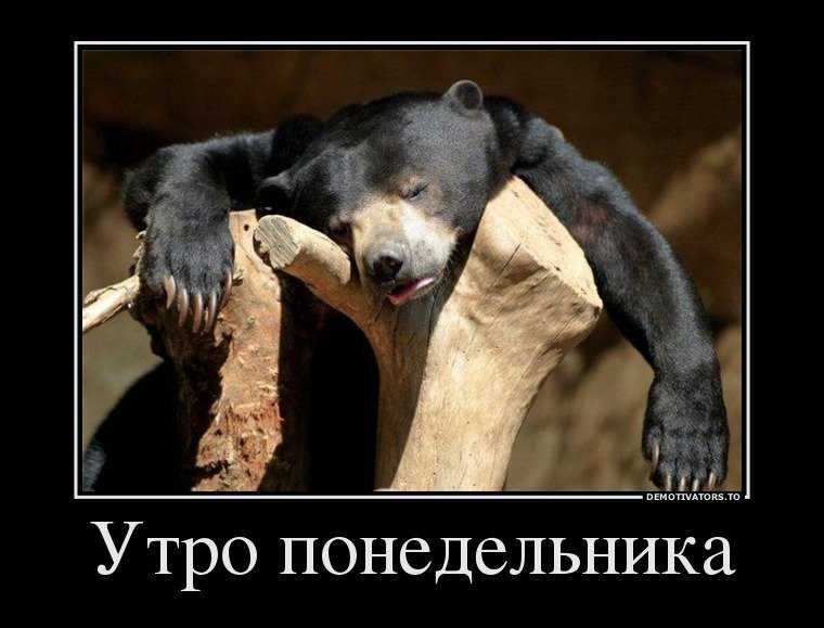 Смешные статусы и фразы про понедельник