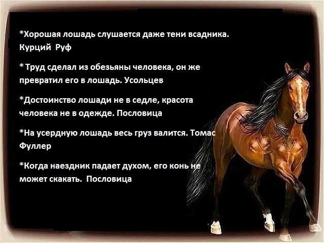 Лучшие цитаты про жизнь со смыслом: 100+ лучших цитат