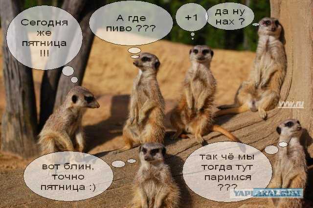 Поздравление с пятницей прикольные в картинках с юмором