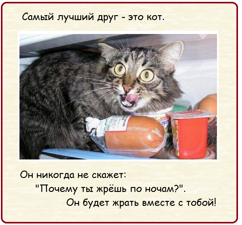 Статусы про кошек и котов со смыслом, смешные высказывания, красивые фразы