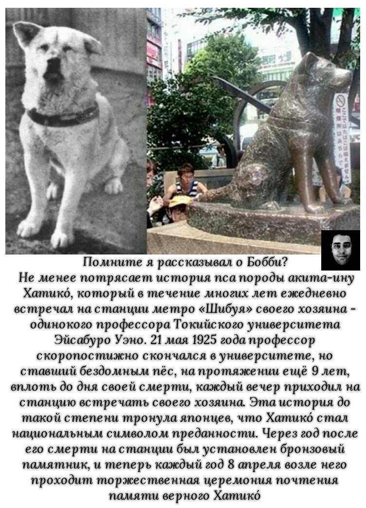 История хатико: преданность пса, которая пронесена через года