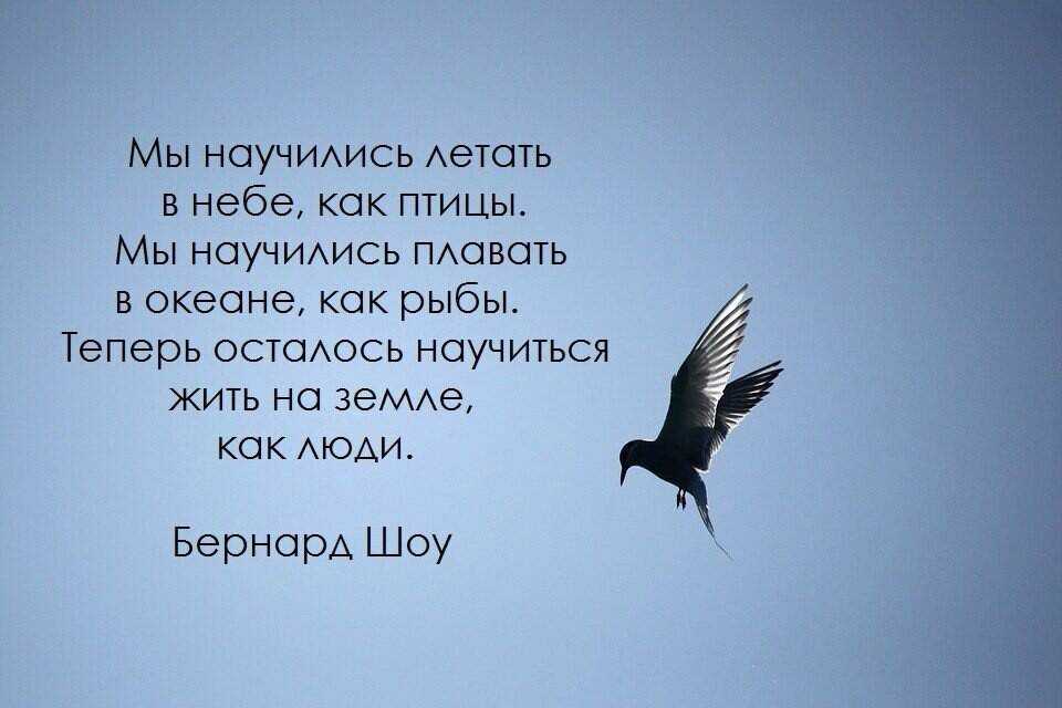 Цитаты на тему птицы Подборка цитат со смыслом из книг, фильмов, песен и сериалов, афоризмы великих людей Вдохновляйтесь цитатами, добавляйте их в статус и под фото, делитесь с друзьями