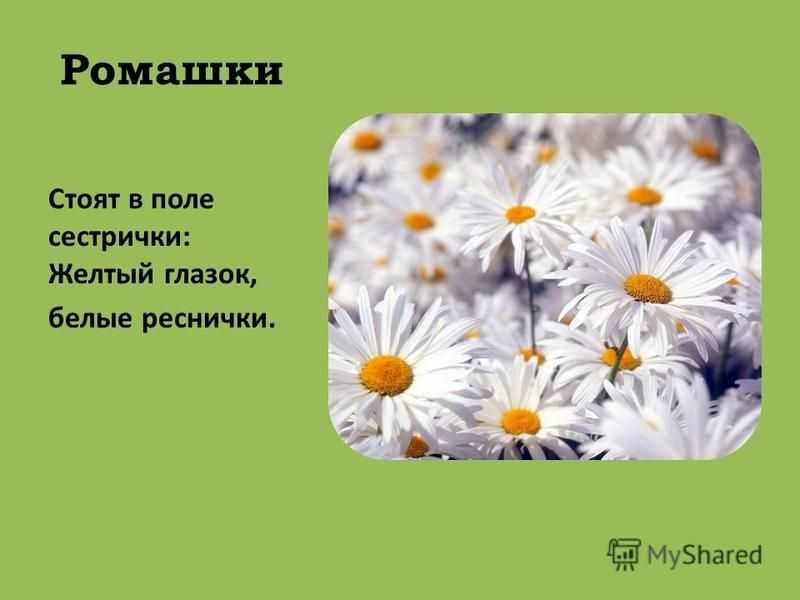 Загадки про ромашку для детей