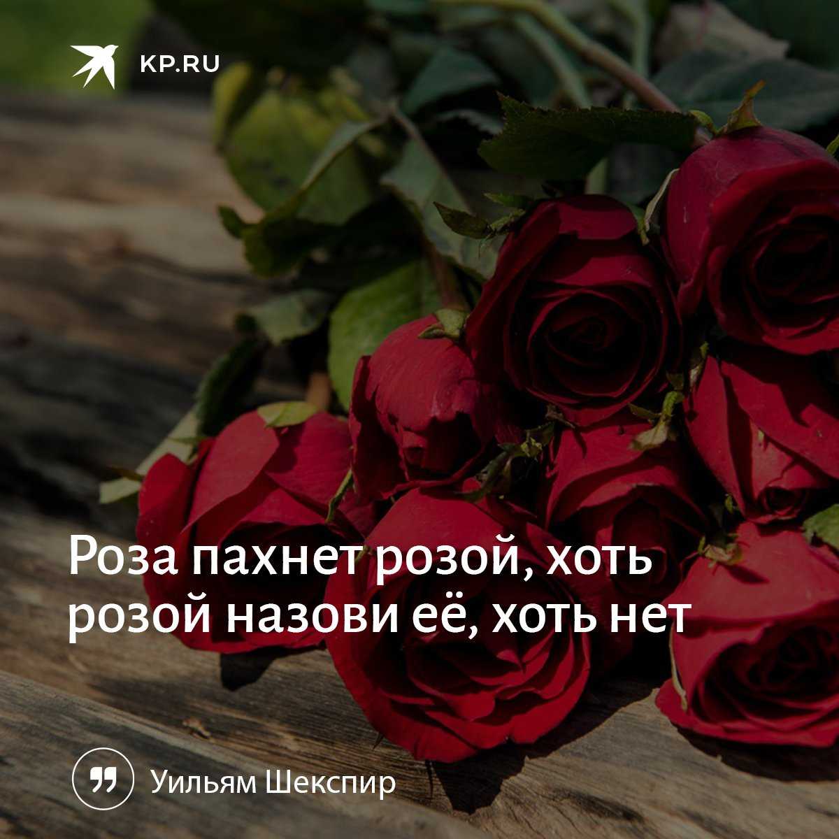 Статус про цветы в инстаграм — жизненные статусы