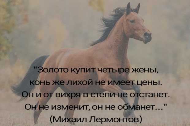 Цитаты и афоризмы про лошадей