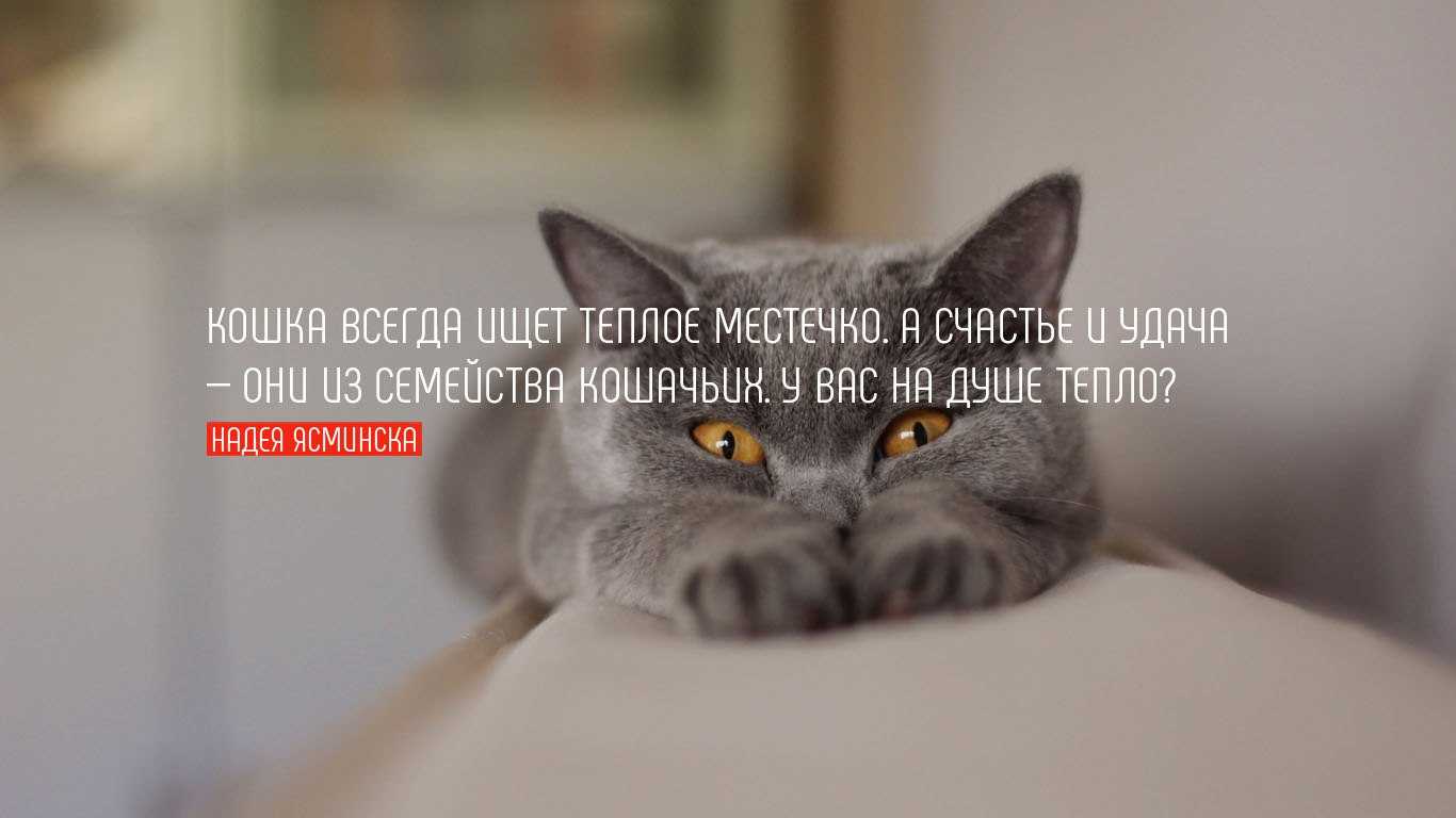 Цитаты про кошек