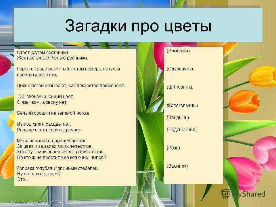 Загадки про цветы для детей