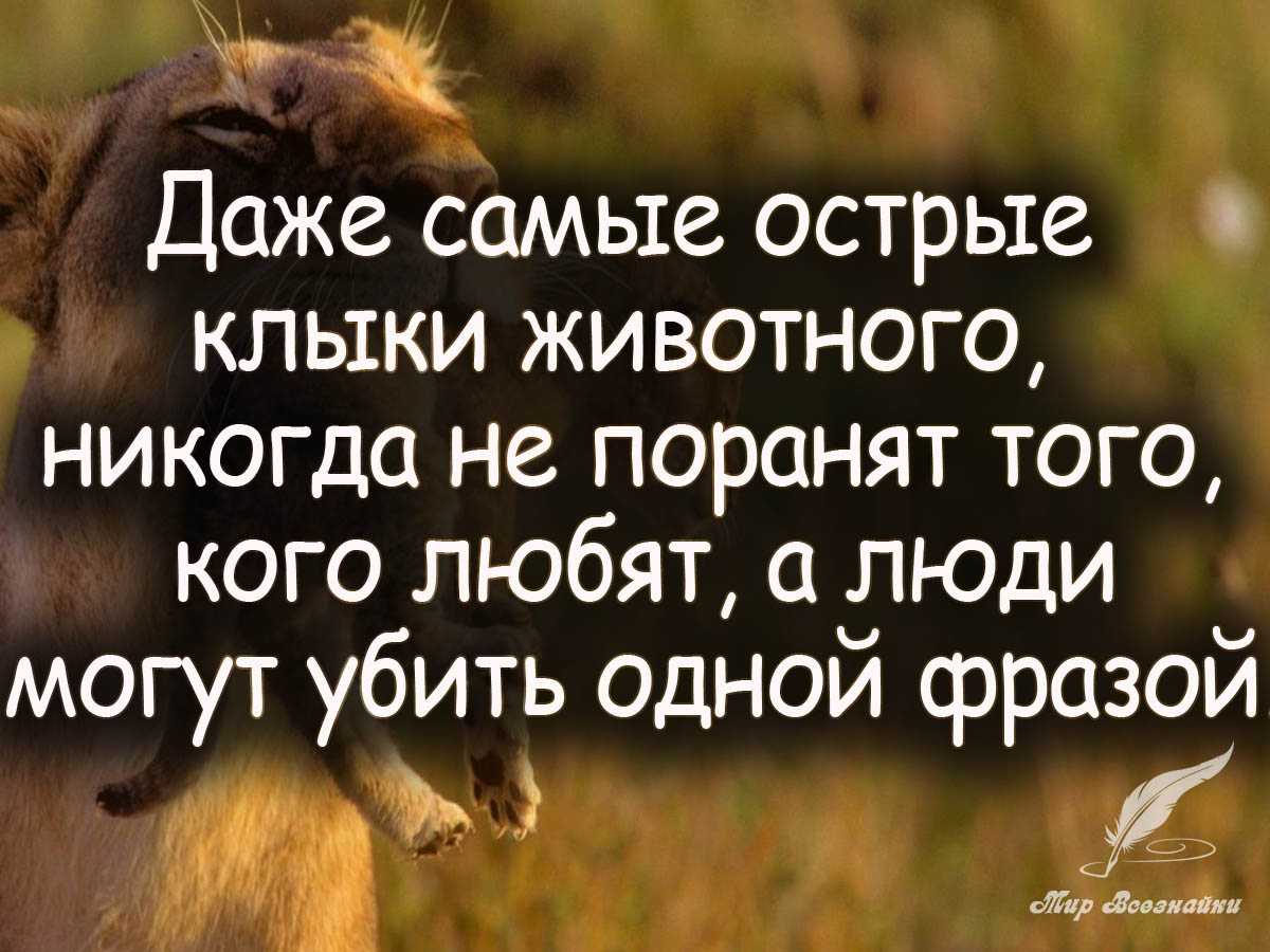 ✅ цитаты о бездомных животных со смыслом. цитаты про животных - vek-msk.ru