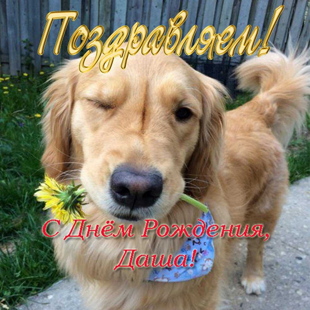 С днем рождения, даша! красивые поздравления с днем рождения дарье в стихах и своими словами