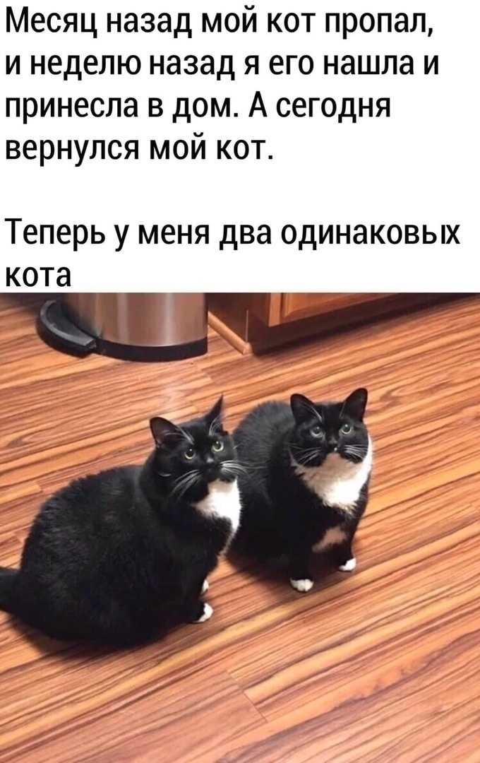 Анекдоты про кошек и котов
