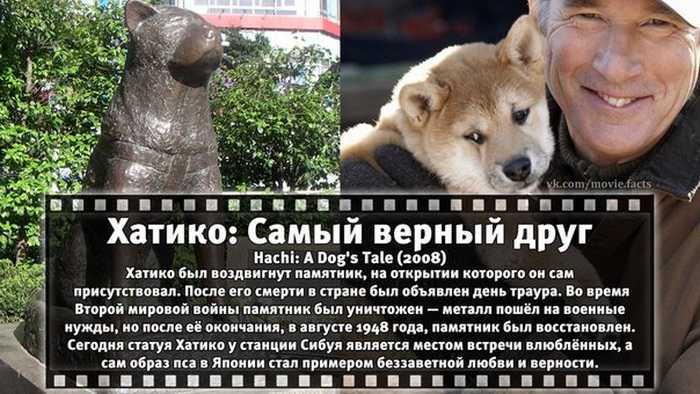 Отрицательные отзывы о фильме «хатико. самый верный друг» (сша, великобритания, 2009) – афиша-кино