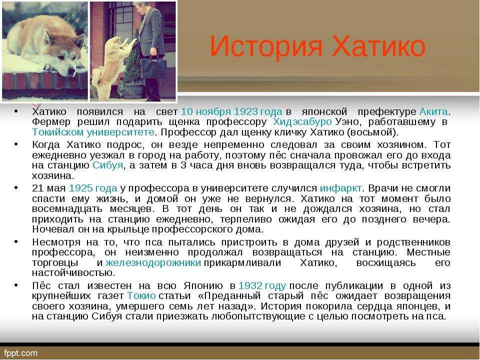 Отрицательные отзывы о фильме «хатико. самый верный друг» (сша, великобритания, 2009) – афиша-кино