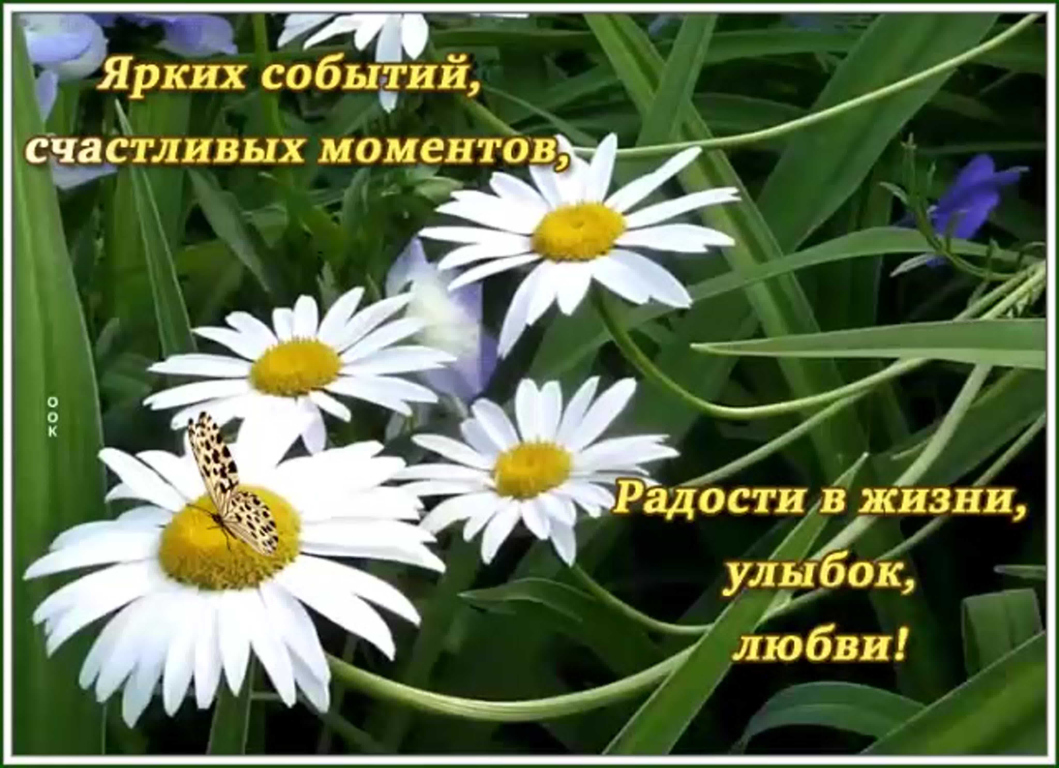 Цветы ромашки фото с днем рождения