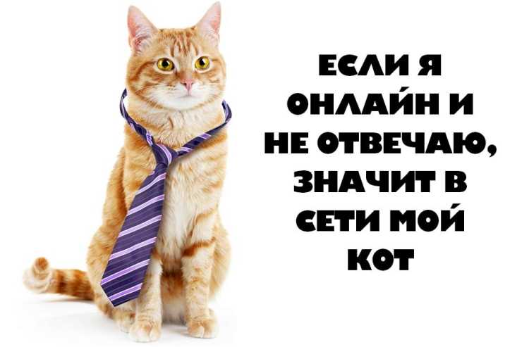 Цитаты про кошек и котов со смыслом | смешные, со смыслом