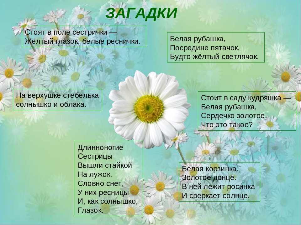 Цитаты, статусы, стихи про ромашки - красивые и со смыслом.