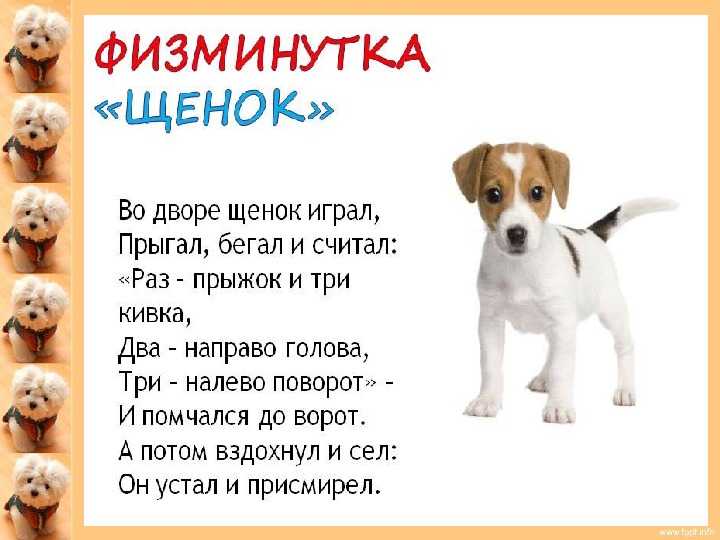Короткий детский стих о собаке стихи про собак смешные для детей как сделать приправу из сумаха оленерогого гортензия крупнолистная в горшке уход