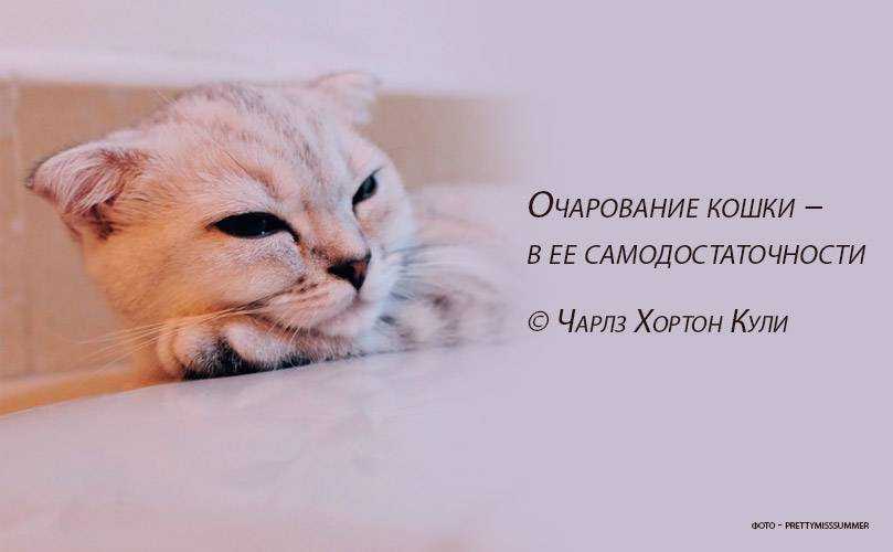 Статусы про кошек – прикольные, со смыслом, красивые