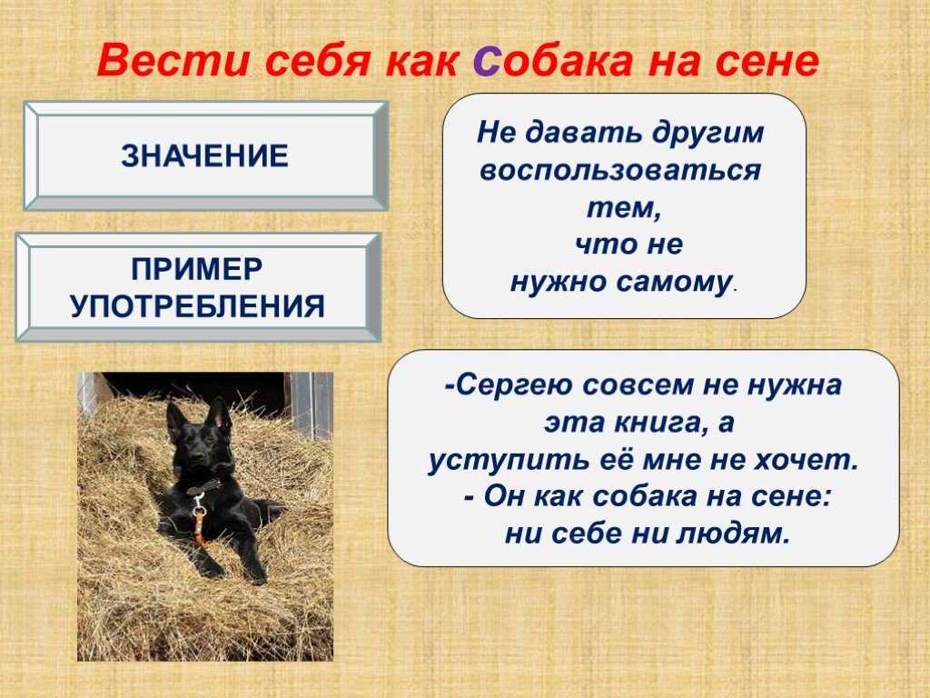 35 цитат из фильма Собака на сене Интересные цитаты и высказывания персонажей