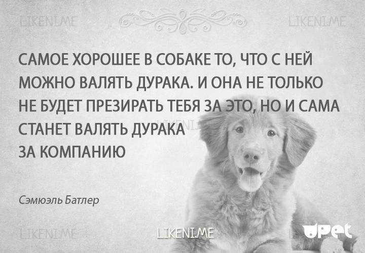 Цитаты про собак со смыслом короткие — жизненные статусы