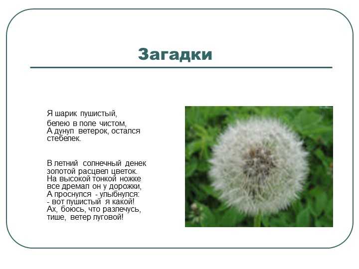 У меня в ладошке облако на ножке. загадки про одуванчик. загадки про цветы л ульяницкая горел в траве росистой