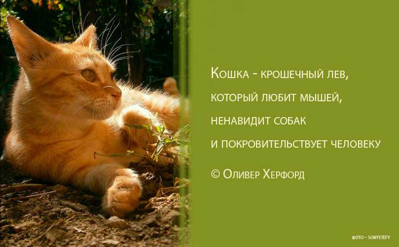 Цитаты про кошек и котов со смыслом | смешные, со смыслом