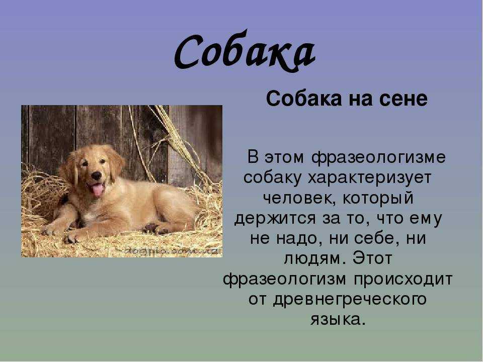 Что означает выражение: «собака на сене»? жизненная история :: syl.ru