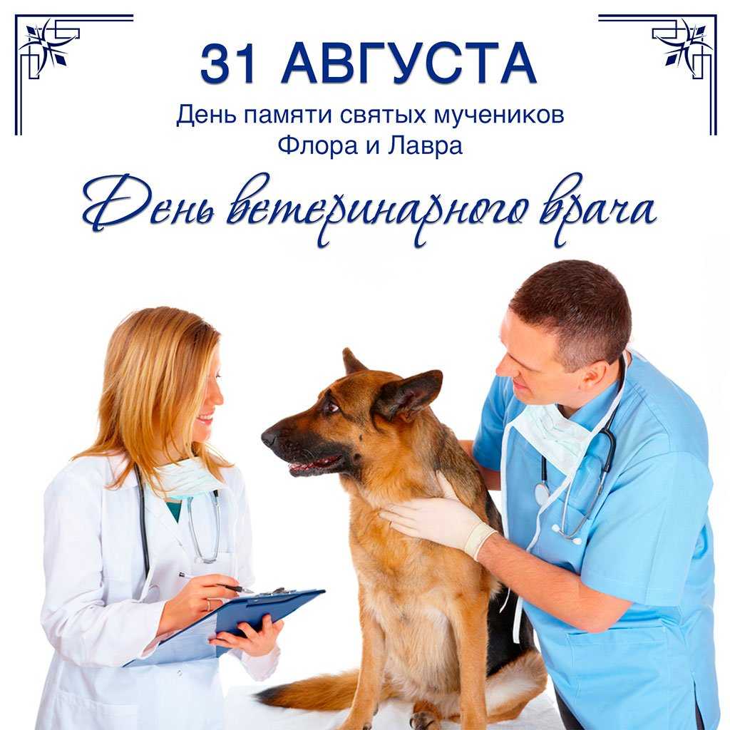 День ветеринара – поздравления, открытки и картинки с праздником