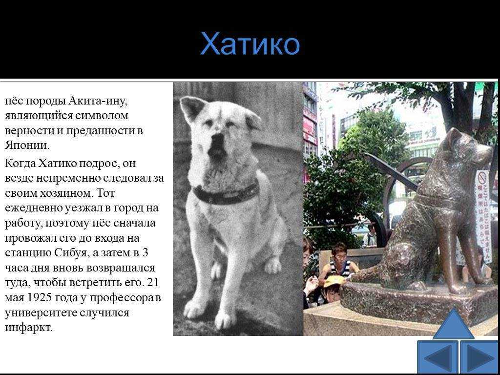Собака — это не просто друг человека, это часть семьи! цитаты про собак