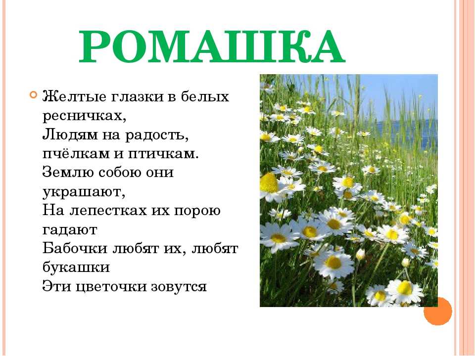 Загадки про ромашку для детей