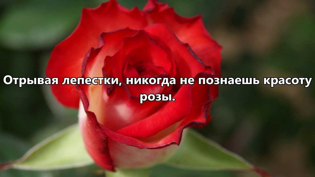 Статусы про цветы девушкам