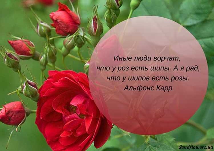 160 красивых цитат про цветы. (афоризмы и статусы)
