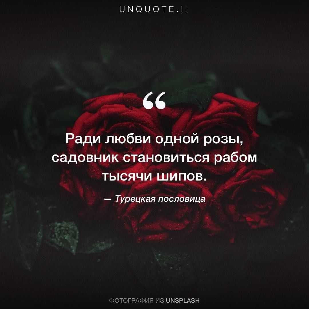 Цитаты и афоризмы про розы (статусы, высказывания)