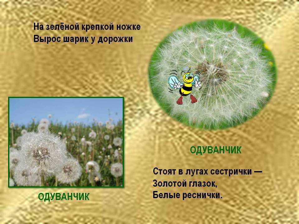 Стихи про одуванчики - короткие и красивые стихотворения про одуванчики для детей