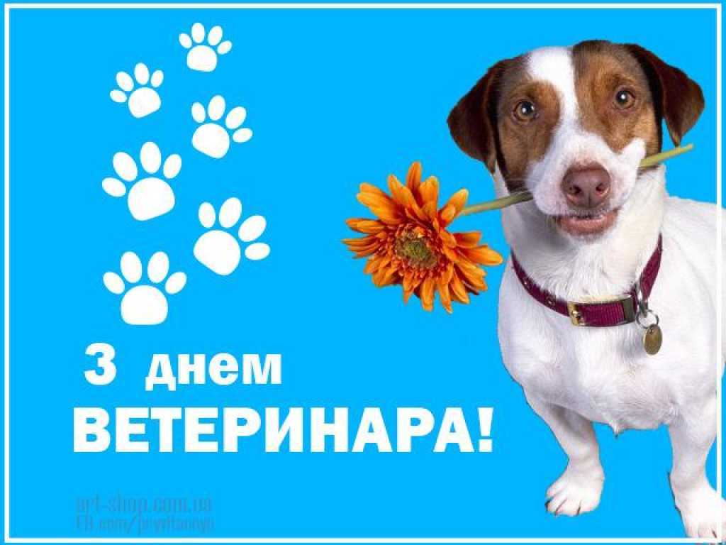 День ветеринара – поздравления, открытки и картинки с праздником