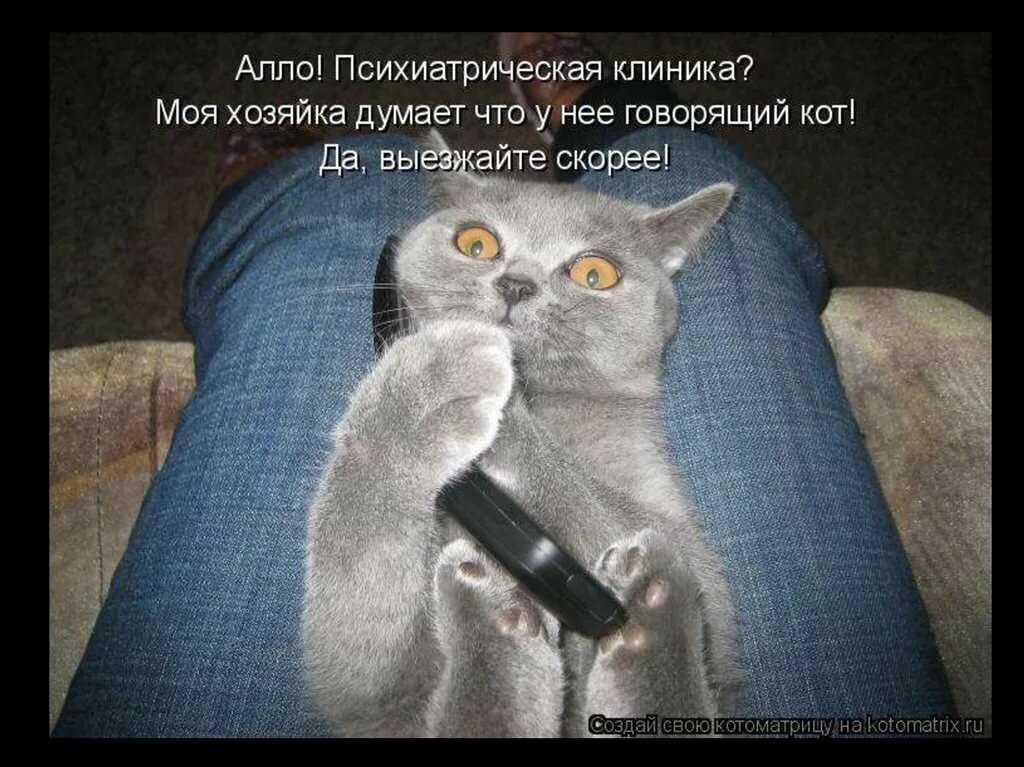 Смешные анекдоты про котов и кошек. самые смешные анекдоты про кошек и котов