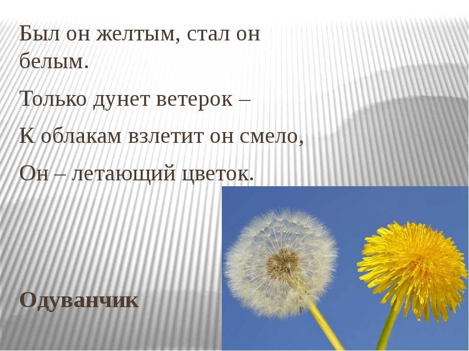 Загадка про одуванчик для детей