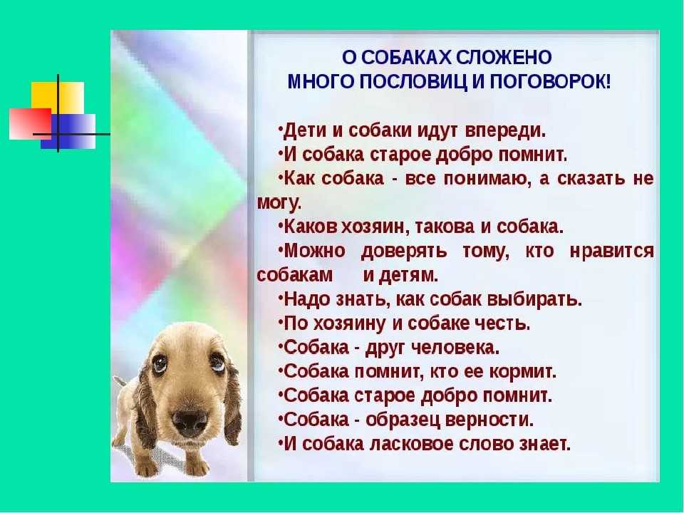 Цитаты и статусы про животных (со смыслом, смешные и пр)
