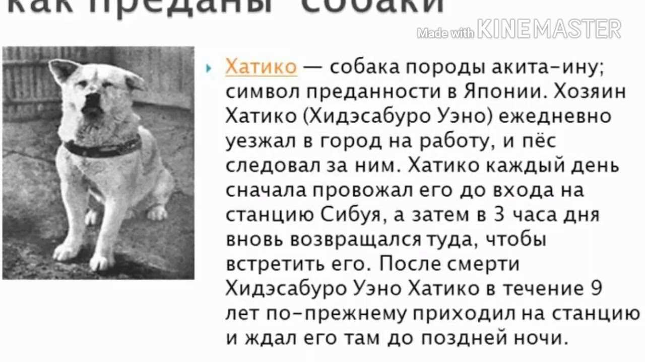 Хатико: самый верный друг/hachiko: a dog's story (2009)
