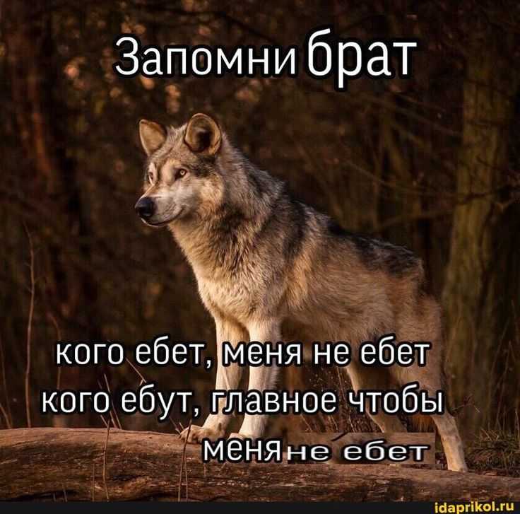 Статусы «волки»