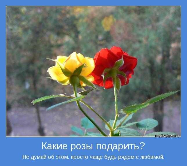 101 красивая цитата из полевых цветов, которые цветут
