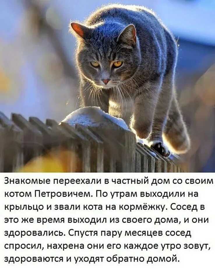 Анекдоты про котов