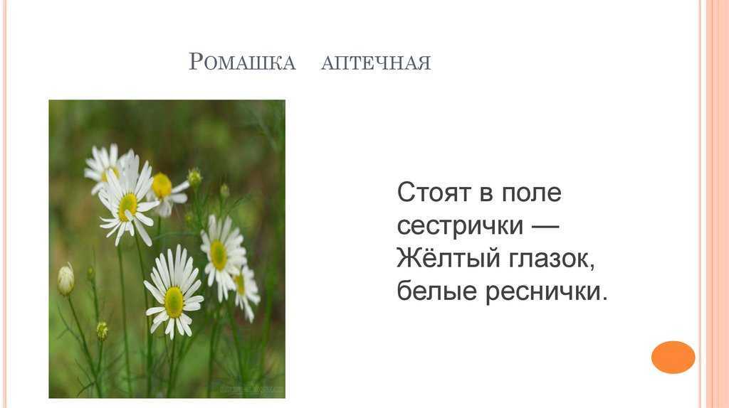 Викторина для детей «ромашка»
