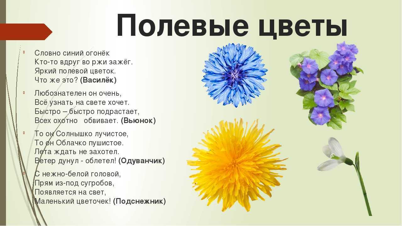 Загадки про растения с ответами для 1-2 класса