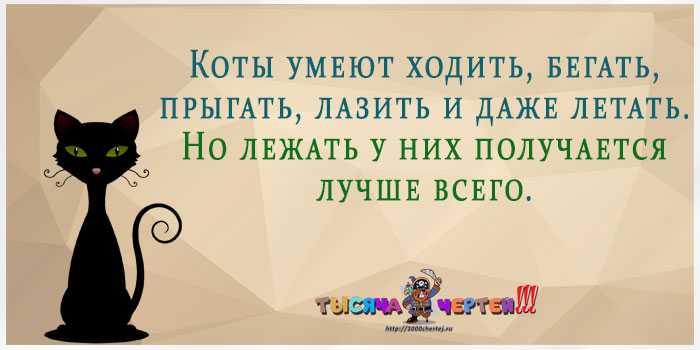 Статусы про котов